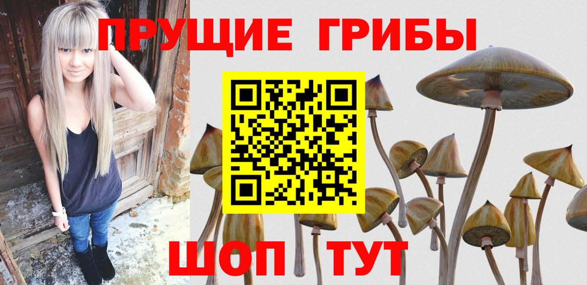 Псилоцибиновые грибы Psilocybe  Вход с VPN  Кимовск  купить наркоту  Галлюциногенные грибы прущие грибы 